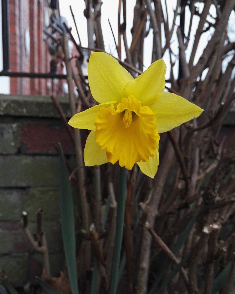 Petrolheadsarah's tweet photo. Have just had a play using the "All-Focus" setting on my phone. Feel very happy with these photos of some spring flowers in our front garden. #Spring #SpringisHere #FrontGarden #Daffodil #Snowdrop #MotherNature #AllFocus #Honor7 🙂👍🌸🌹 https://t.co/AlsFrGGWZ3
