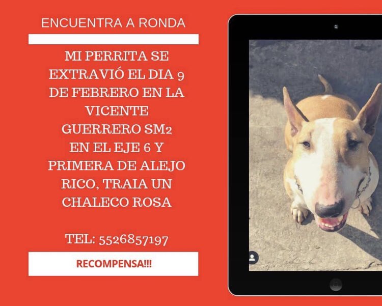 @PrrosPerdidosMX @PetBookMexico @PerrosPerdidos @sebuscaCdMx @CuidandoHuellas @MascotasSismo @fellpudito @_PatriciaAnaya @KRENAVARRO @LaNotaPositiva @EEYYYAA