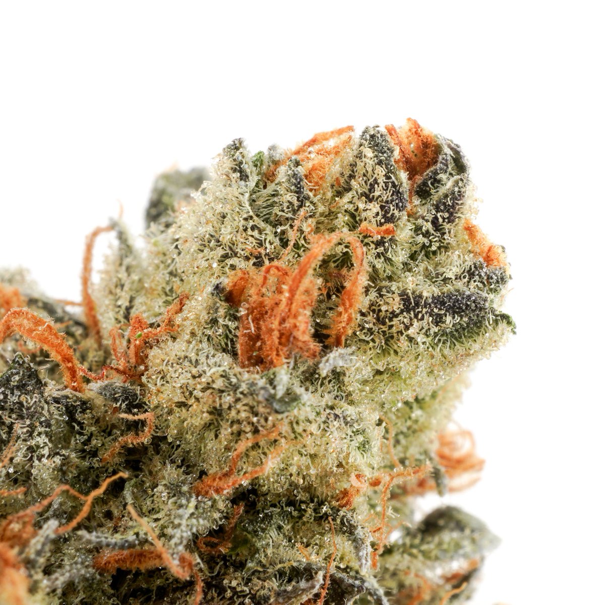 dopedirectory's tweet photo. New Strain Review: NITRO COOKIES! Chronic Therapy’s Nitro Cookies is a perfectly crafted hybrid strain that balances a well-rounded mellow high with an energetic zing that balances out the overall vibe. https://t.co/Tvww75OiE6 find at @ChronicTherapy #ChronicTherapy #StrainReview https://t.co/2IasdLsueb