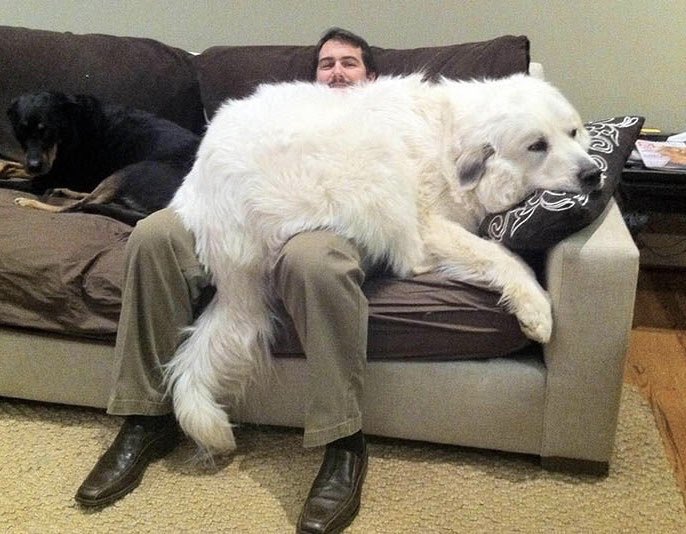 doolsetbangtan's tweet photo. you know those huge doggos who still think they’re puppies? https://t.co/sapESyIFxn