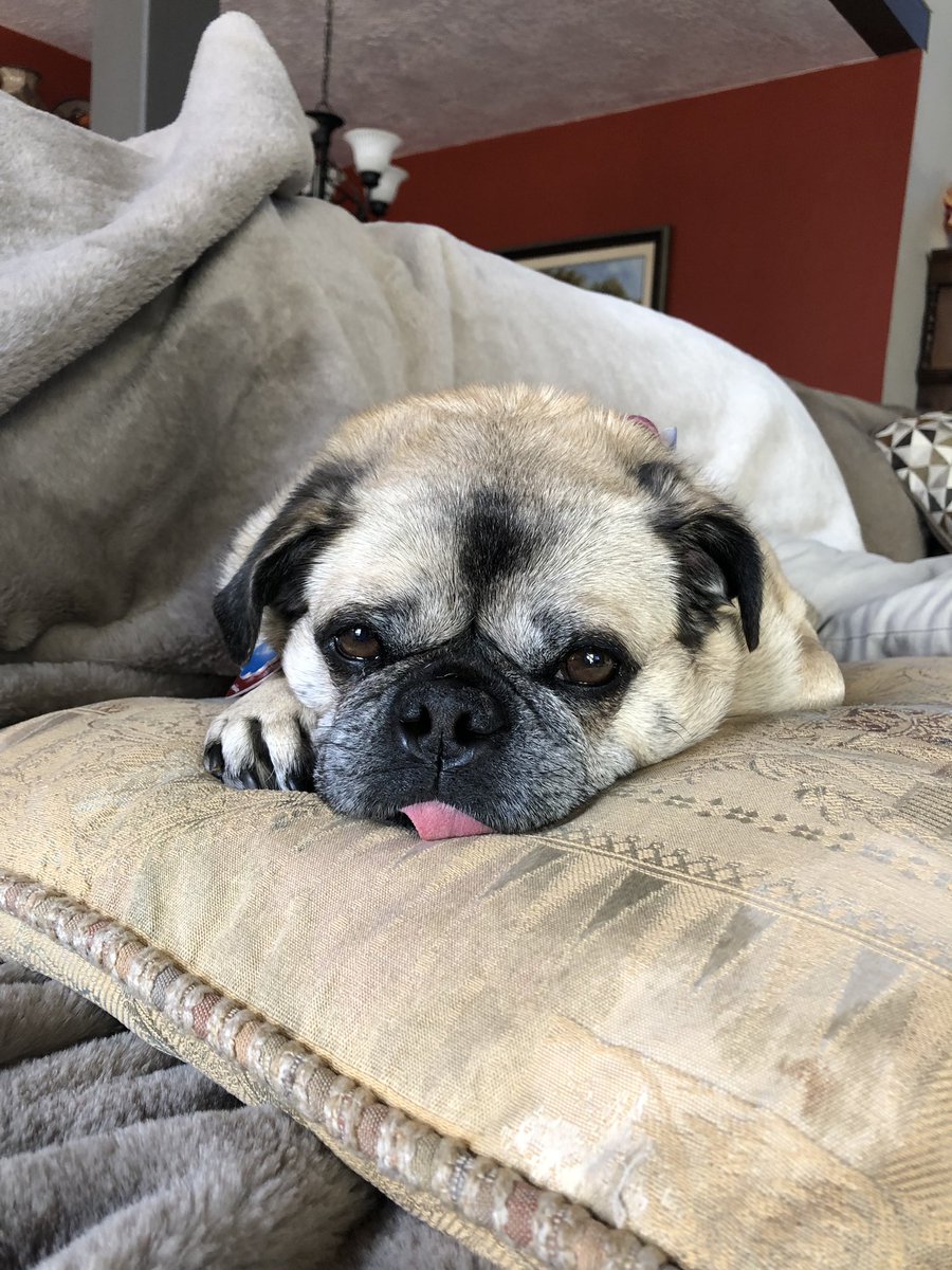 Today is Frankie’s gotcha day! But we call it her birthday, she is 9 yrs old. Happy Birthday to my little pug Frankie!!! 🎁🎂 #AdoptDontShop
