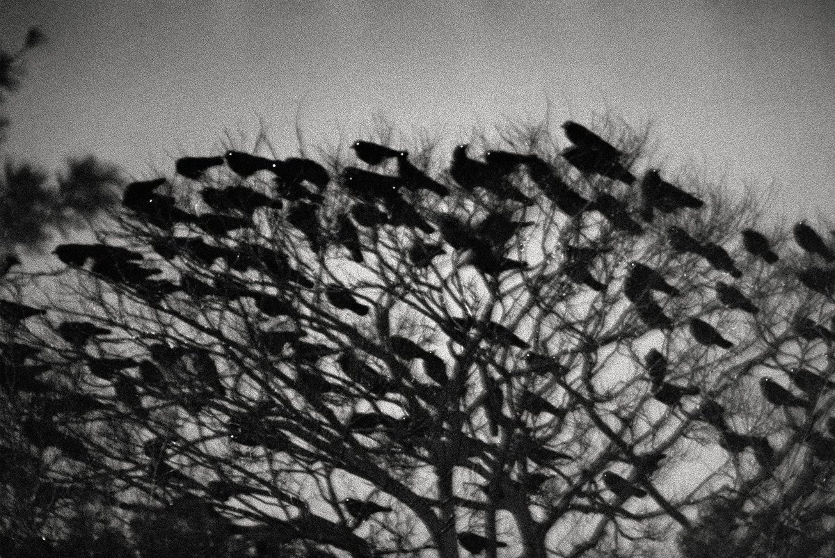 MACK_books's tweet photo. From the Archive: Masahisa Fukase, ‘Kanazawa, 1977,’ from Ravens (MACK, 2017)
.
https://t.co/GLZZAjtkM6
.
#ravens #masahisafukase #kanazawa #mackbooks #archive https://t.co/Pg96CpnEWl