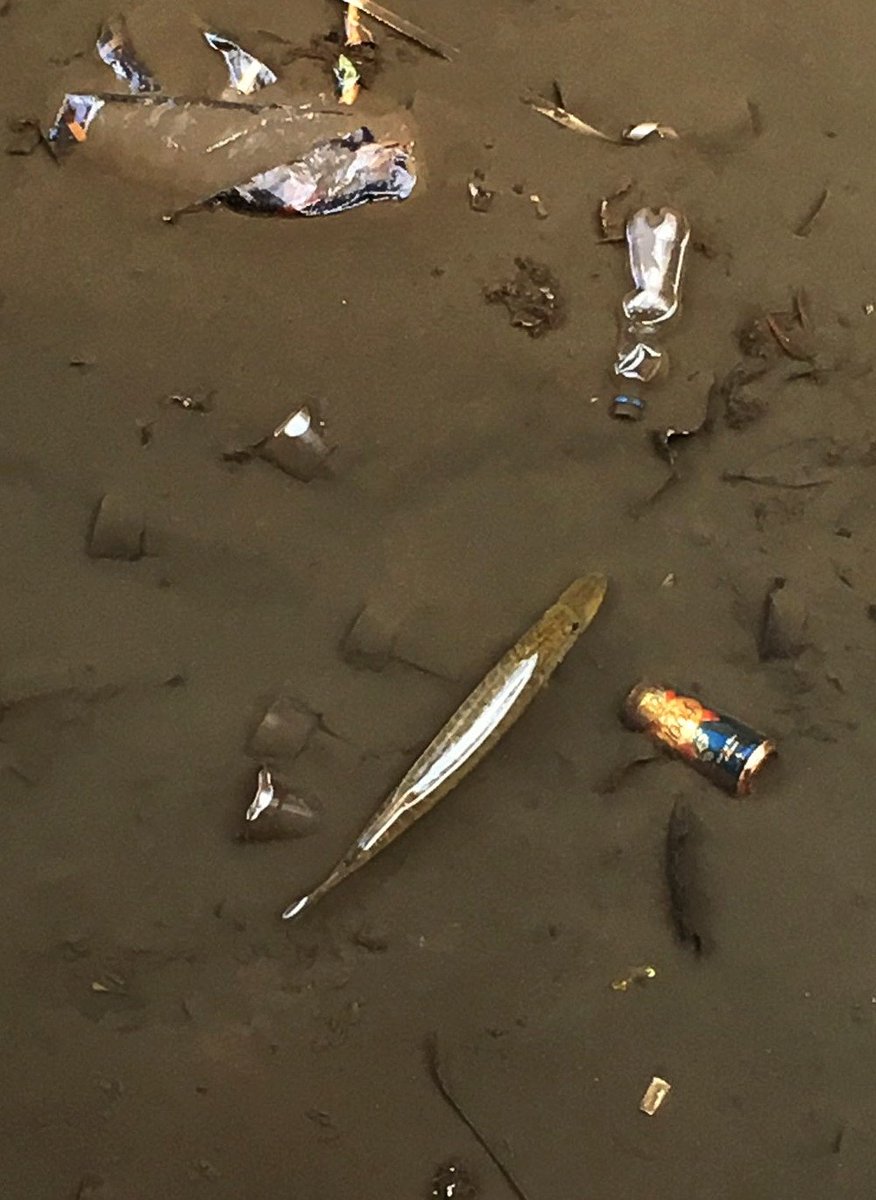 BettyShmem's tweet photo. Thanks to @CatRushmore & @ryansroberts for the photos of operation #PikeRescue. @Tony10Hill reckons the larger of the two was 8-10lbs - enough to break the pole! Shame they'd been left in a puddle. Beautiful fish. Both in good condition when they swam off! ππ» #FishSOS https://t.co/12II5lnQef