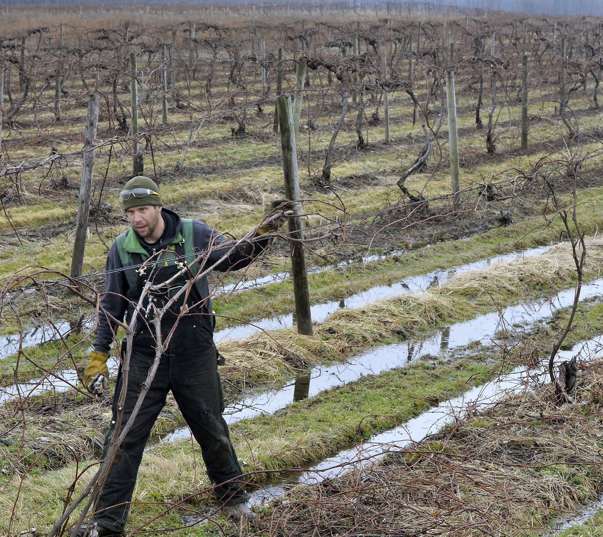ETNmillette's tweet photo. ICYMI: This week’s Lake #Erie Moment https://t.co/cycRBvE1T5 by @ETNWohlford of a west county fruit #farm owner completing #winter work in his vineyards. #wine #grapes #farming #ErieGram @LakeErieWines #weather #ErieWeather  ... IG post: https://t.co/I57UNYqFsA https://t.co/EzJ6dRnqyU