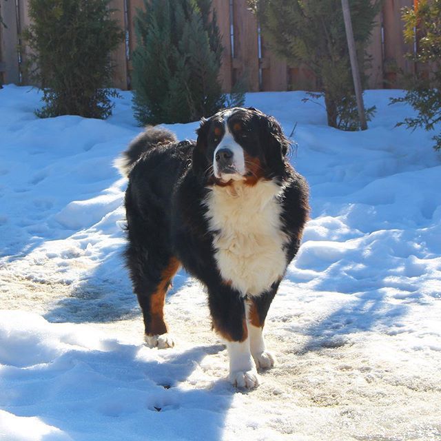 narabernese's tweet photo. Posing in the #snow - found this photo today and HAD to share it! .
.
#snowposing #snowphoto #snowdog #doginthesnow #tb #bernersennenhund #bernesemountaindoglovers #bernerlovers #bernesemountaindog #worldofberners #berneseofinstagram #gentlegiant #narabe⦠https://t.co/eeAtmxkip0 https://t.co/INMgZcwVRj