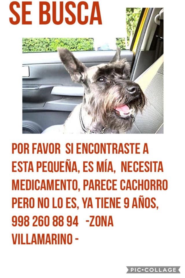 Contacto: Jenifer Herrera @MascotasSismo @MascotaCoyoacan @PrrosPerdidosMX @PerrosPerdidos