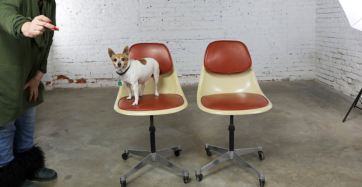 EamesOffice's tweet photo. Little Pip won't be fooled. She's not leaving her vintage #Eames chair—not even for a treat! #EamesSpotting #ShellSpotting 📷 @warehouse414 https://t.co/dl4CXalH2S