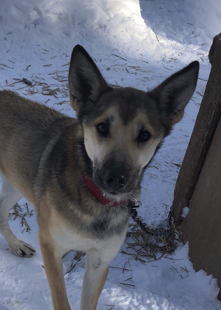 Joann’s ears are perfectly princess pointy