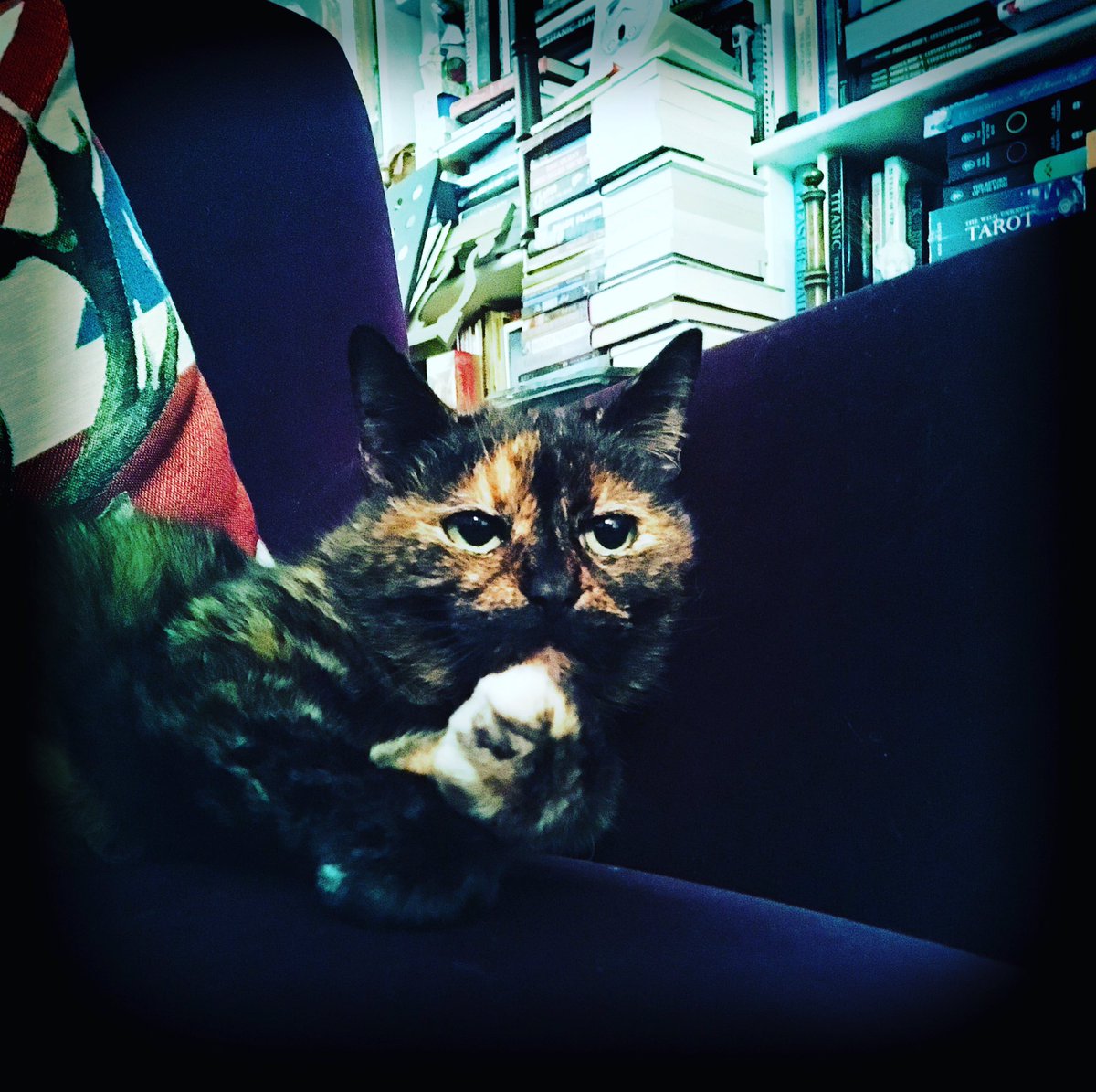 RobCottingham1's tweet image. “John thinks he runs the studio.
But I know different...”
#reallifegarfield #catsofinstagram #smitten #BTOT2 #firsteveralbumrevamp #passthecatbiscuits