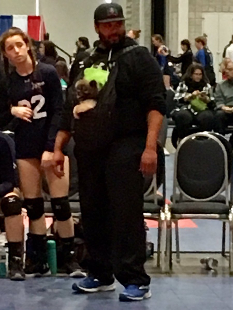 Coaching his volleyball team with a Pomeranian in a front pouch #capitalClassic