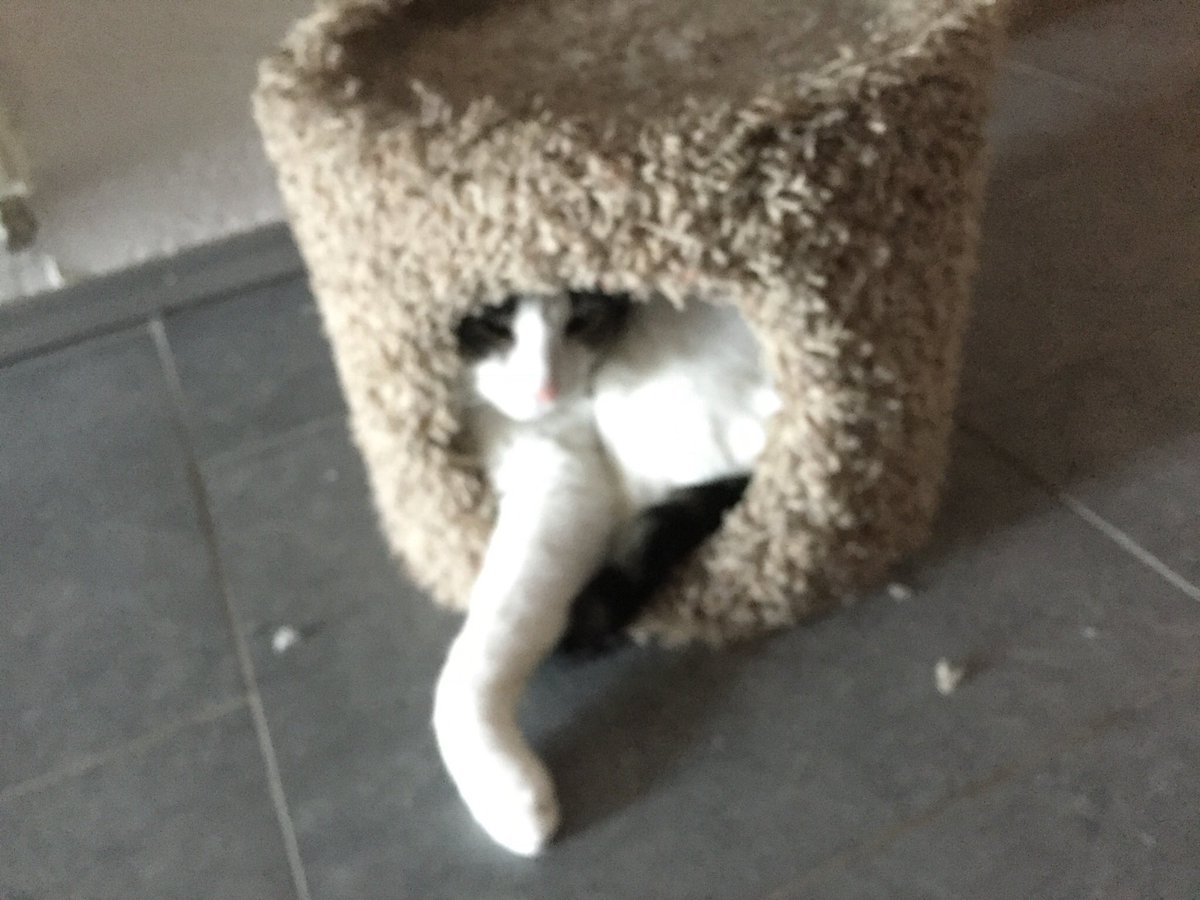 BeTheChange800's tweet image. Happy  #Caturday #SaturdayChilloutZone