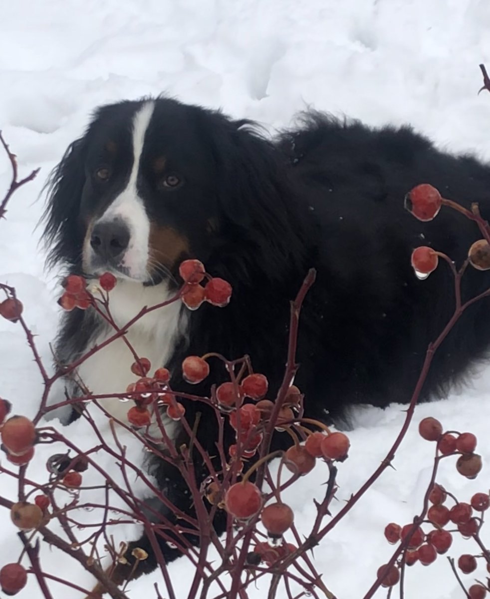 Saturday Snow Play Day for me and my handsome Monty!! 😃#BerneseMountainDog #bernesemountaindoglovers #bernerlovers #BMD