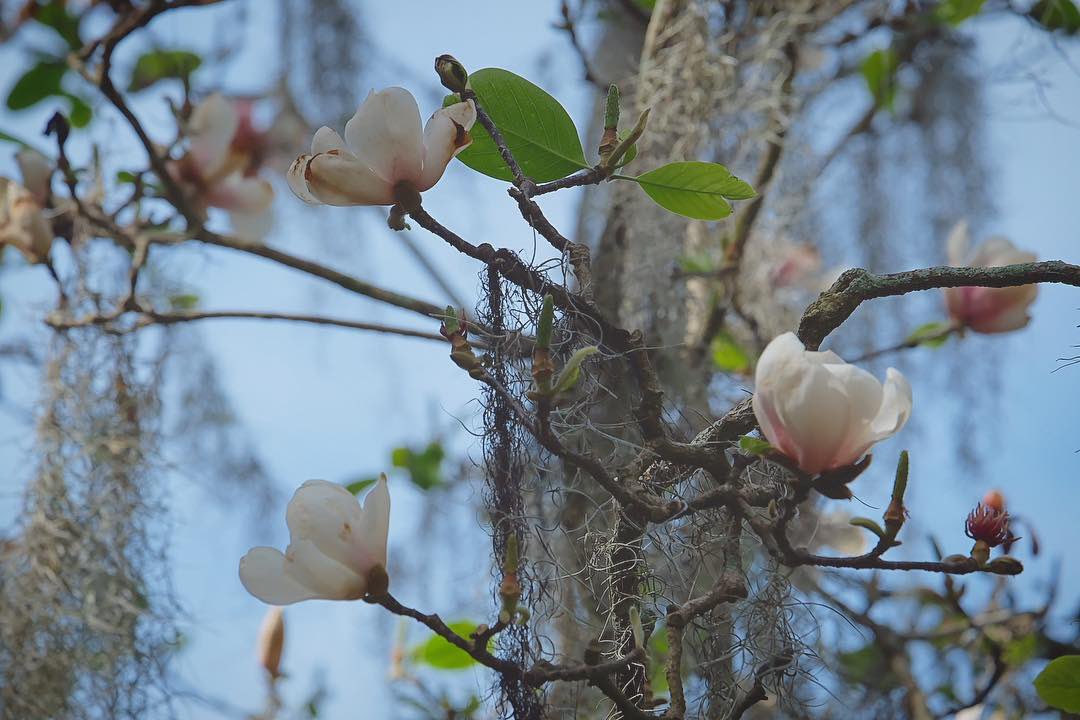 #Magnolias &amp; #SpanishMoss: Simply #Southern. #Spring has sprung in the #South, y’all. Get yourself to <a href="/BokTower/">Bok Tower Gardens</a> this week and immerse yourself in #azaleas, #camellias and magnolias. It’s good for your soul. 🌸🌱