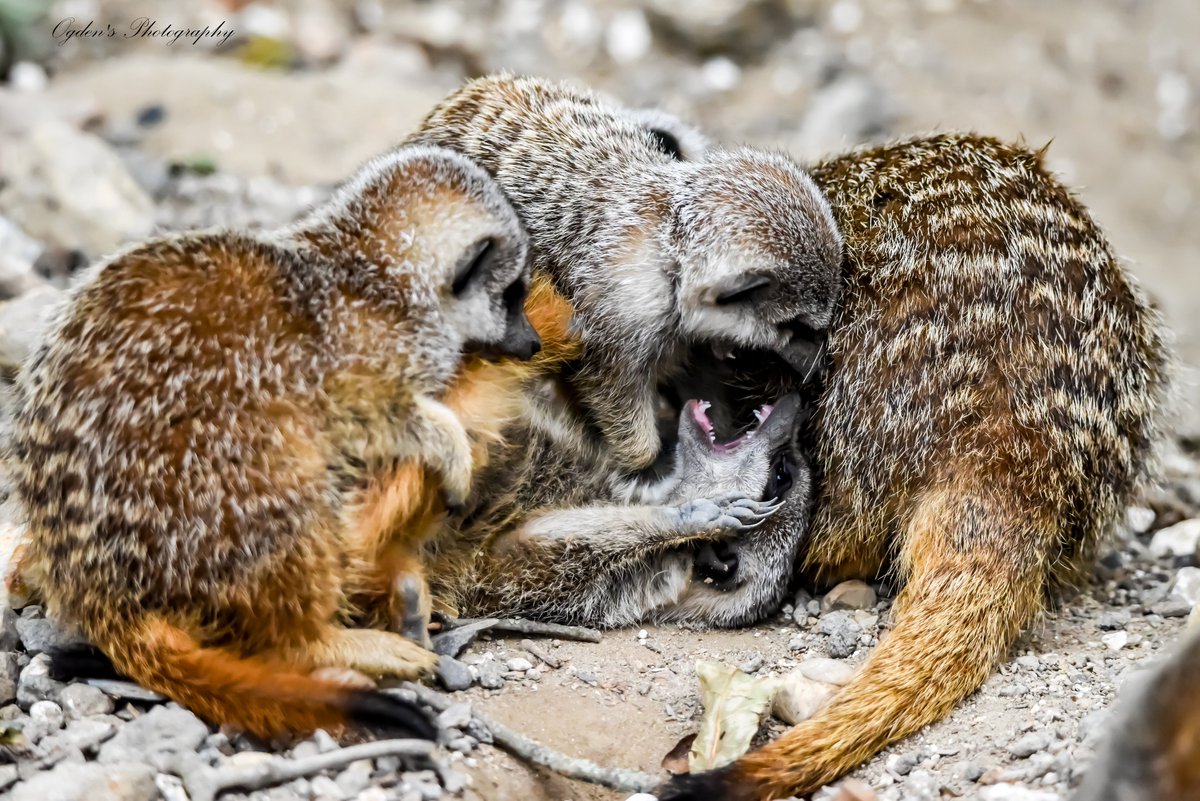 OgdensPhotogra1's tweet image. When balls of fluff start acting up. They are still cute and and that little something to your picture. #meerkat #playfighting #siblingrivals #fluffballs