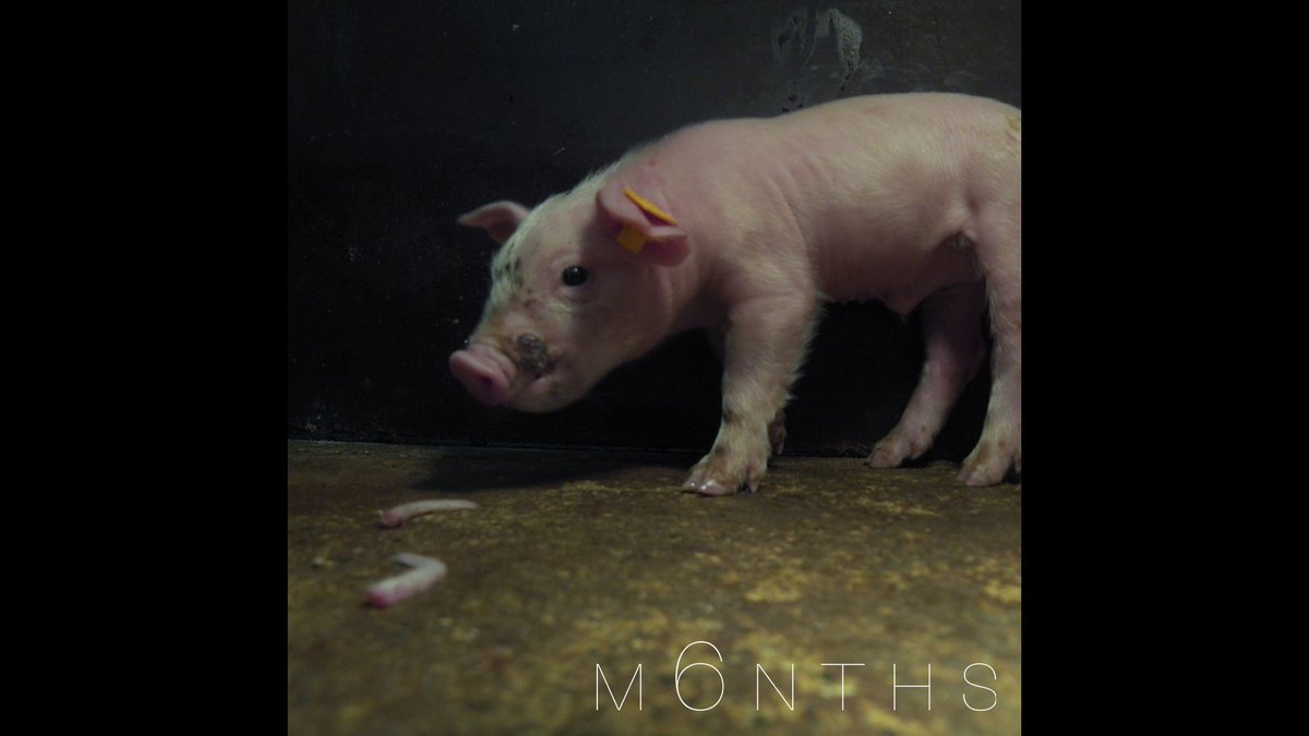 ciwf's tweet image. M6NTHS is only available to watch on our website for 3 more days: bit.ly/2HTfFjU

This short film is shot entirely from the point of view of a pig on a factory farm. It’s so important that this is viewed by as many people as possible, please RT to help spread the word.