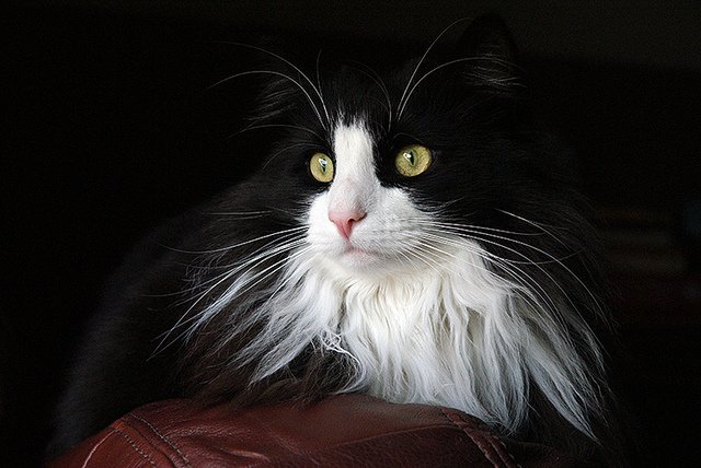 The Purrington Post On Twitter Tuxedo Cats Rock See Why Https