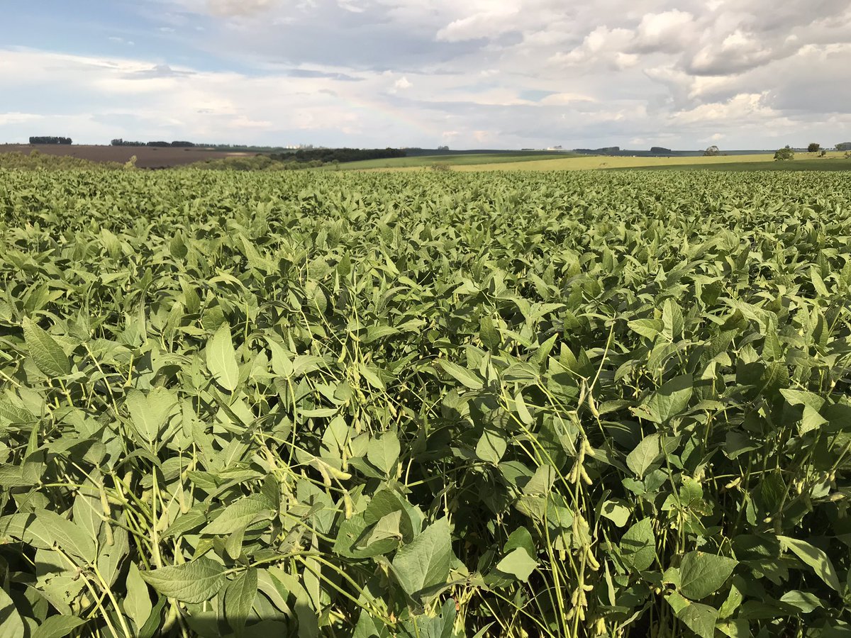 pl_alx's tweet image. #MoSoy #soja #soybeans #5947