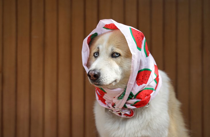 The Daily Puppy tweet media