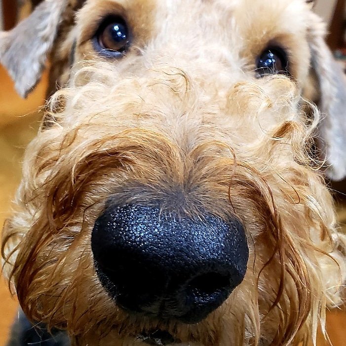 DogSatori's tweet photo. https://t.co/gc4jX03kis
Expert dog training for you &amp; your dog. All training sessions are done by appointment. We can work with your schedule &amp; your needs. Contact Satori Dog today. 973-620-0017
Balanced Dogs Through Better Training. #Dayton #dogs #dogstagram #dogsoftwitter #dog https://t.co/ahAQhNmdQq