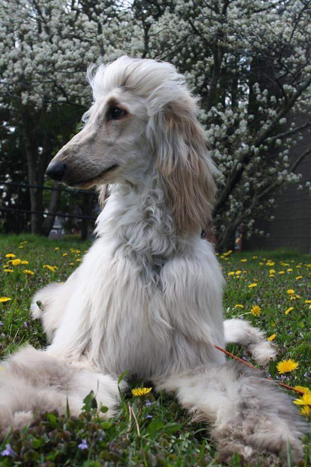  Happy Birthday From Ice T the Afghan Hound 