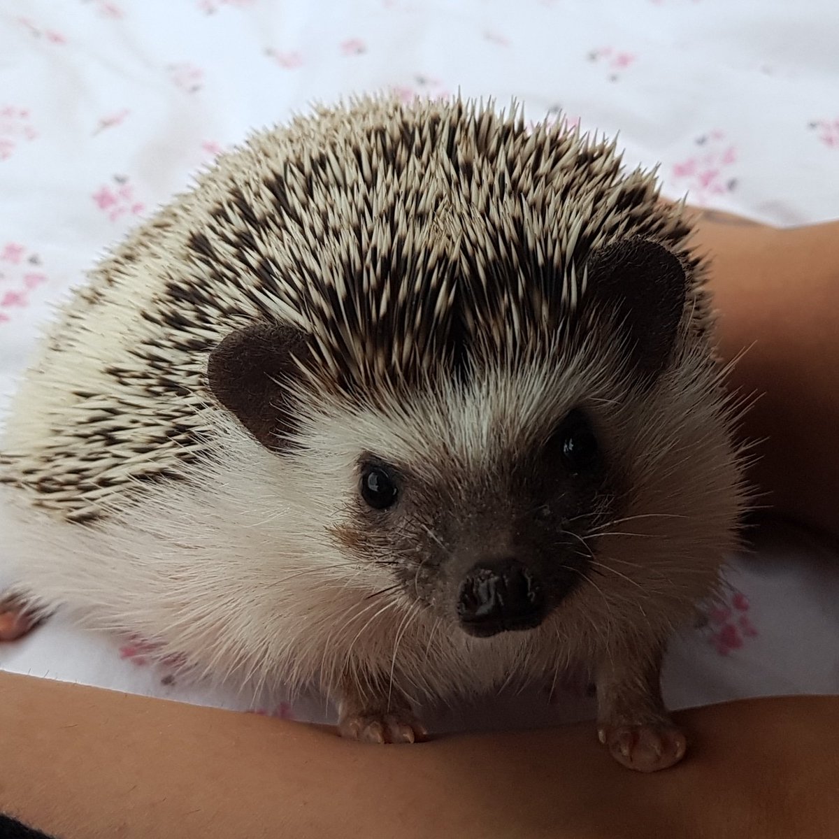 Rebeccah1992's tweet photo. @KatiePrice hedgehogs are like having another child. They are very time consuming even though nocturnal. They certainly arent for children, nor a fashion statement. They are not cuddly and playful, seriously reconsider your 'gift' #APH #AFRICANPYGMY #HEDGEHOG https://t.co/WpZamCZp1m