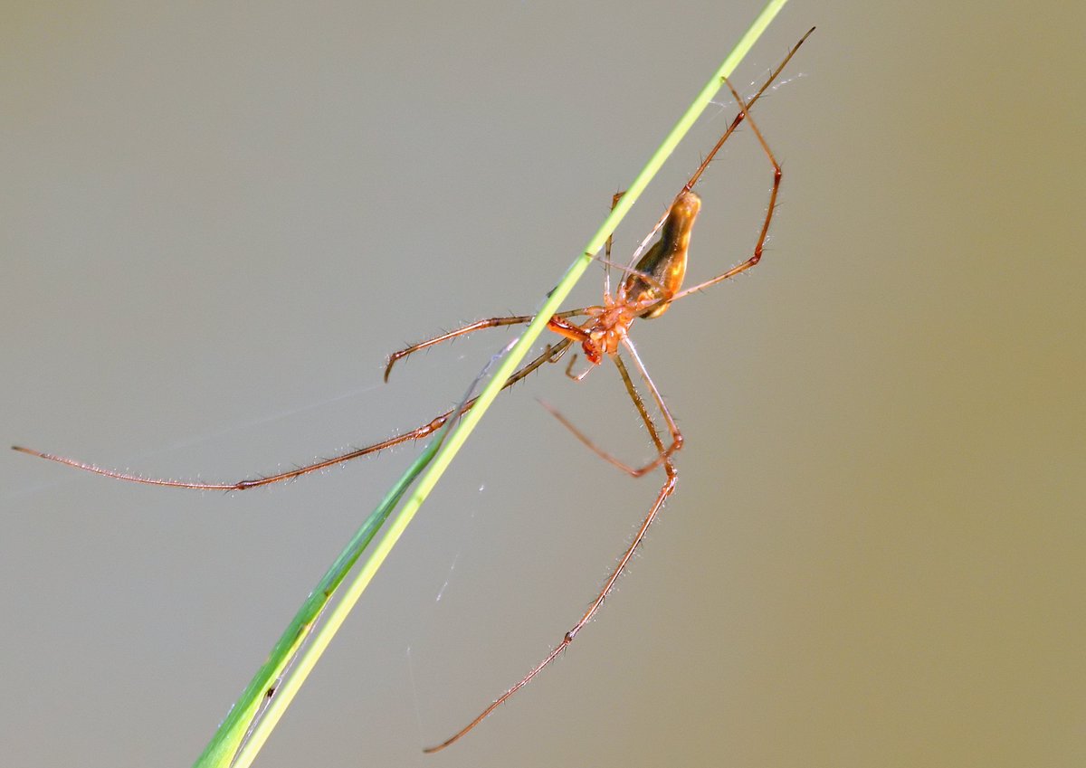 kala61857's tweet photo. Mating behaviors of long-jawed orb weavers. Use link for entire series with narrative.
Male & Female Long-jawed Orb Weaver (Tetragnatha sp.)
https://t.co/CSs8Ib0Ol0
#WhiteRockLake #spiders #MatingBehaviors #NaturePhotography #orbweavers #SpidersMating #naturephoto #Critters https://t.co/HpZbs7gKCK