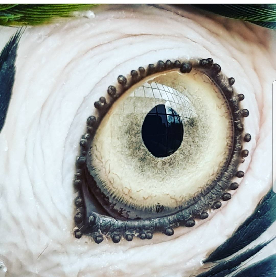 My beautiful babies eye 😍

#BlueandGoldMacaw #Samsung #parrot #Eye