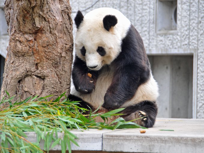 ジャイアントパンダのいる動物園は 飼育展示園とパンダ個体情報まとめ アリエスコム Ariescom
