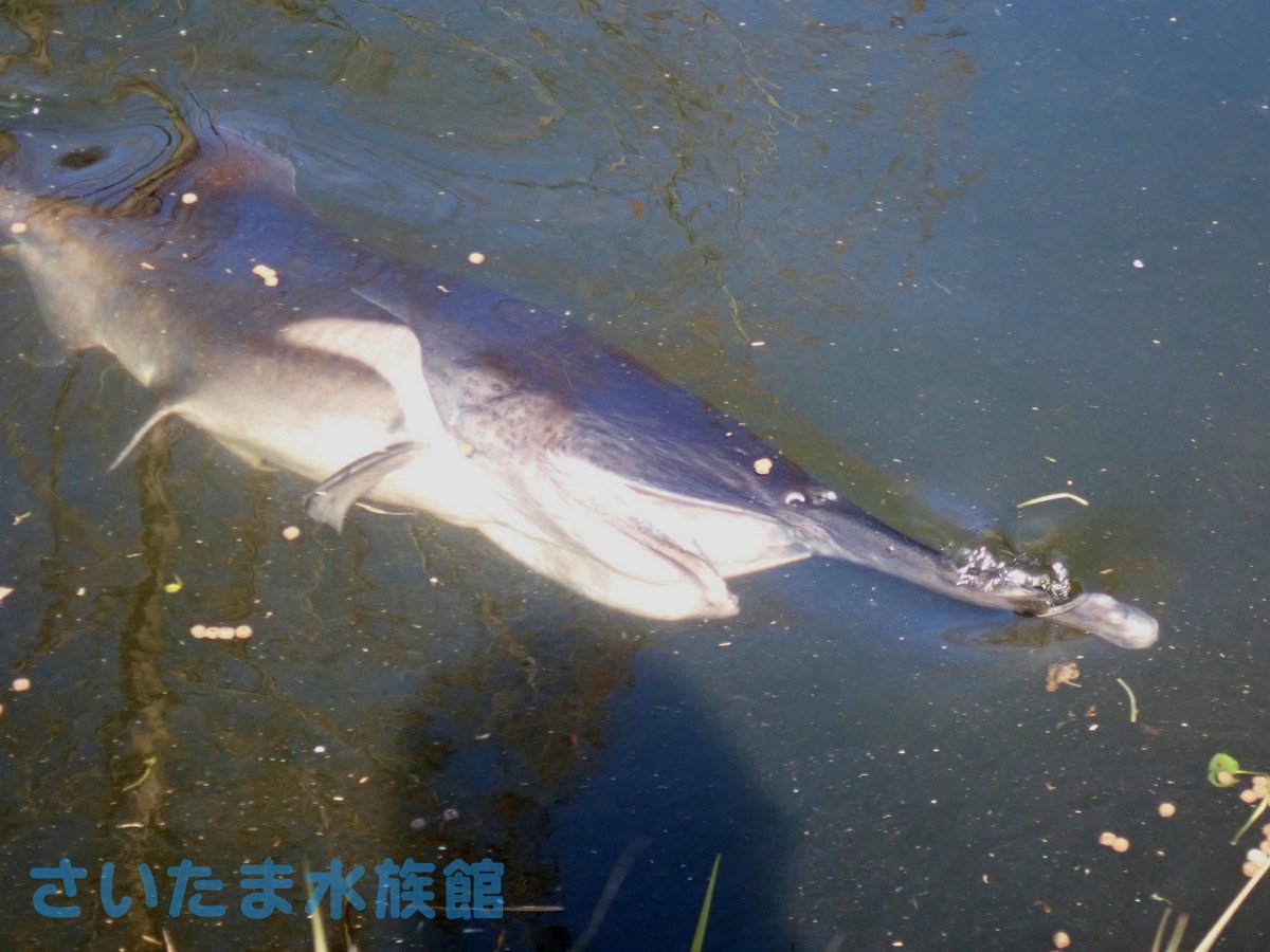 ヘラチョウザメ American Paddlefish Japaneseclass Jp ヘラチョウザメ American Paddlefish Japaneseclass Jp