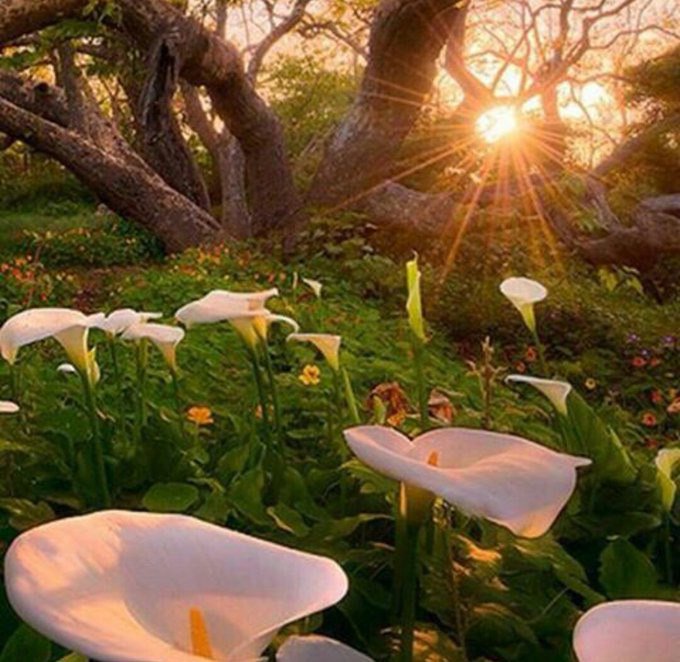 SAHAR ELSIR tweet media