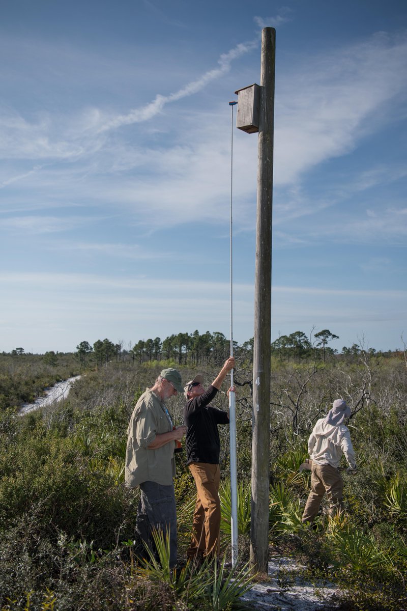 RidgeRangers's tweet photo. Early this morning at FWC Lake Placid Scrub: Two Ridge Rangers use a peeper-cam viewing system to check a Kestrel Nest Box for occupancy before doing maintenance on the box, while a third Ridge Ranger clears vegetation that may hide kestrel predators. https://t.co/0a1z2QTRze