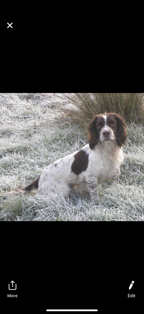 My dog Arnold has got out from a farm in Flintshire this Evening, and after several hours we still can’t find him. Please share this post and help me get  him back ASAP. Thanks.
