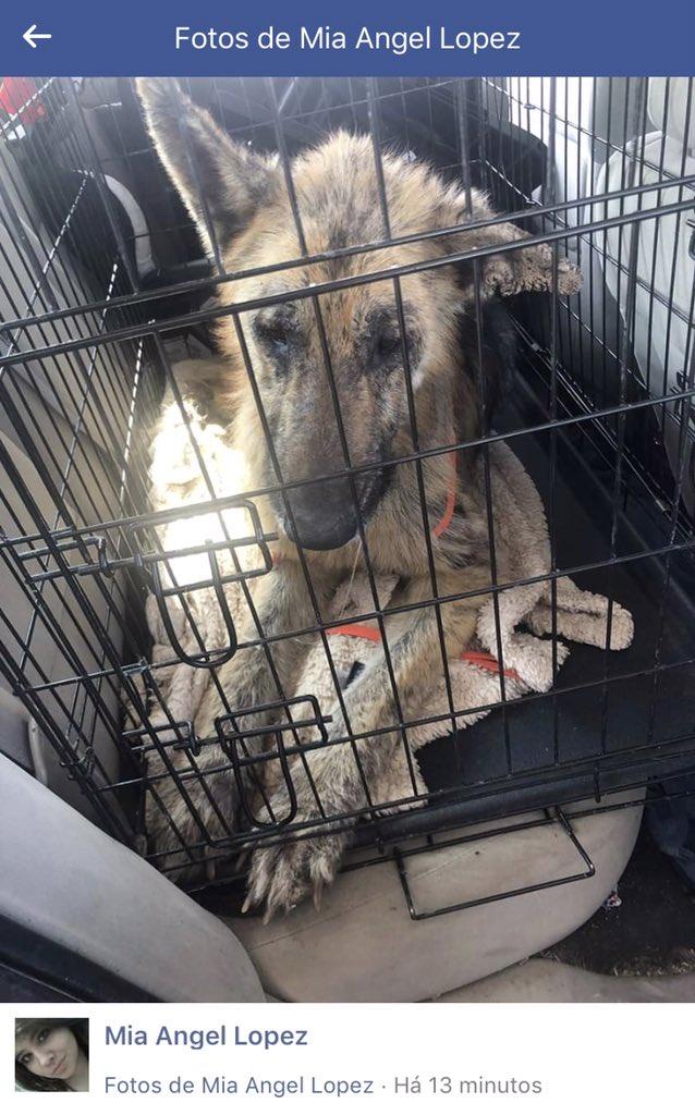 PJmiekidzandi's tweet image. 😃😂💗🐶SAVED - #ADOPTED !!!  He IS FREE from the hells of #PVACTX!!!  ...  Thank you Mia Lopez for saving him. 💞