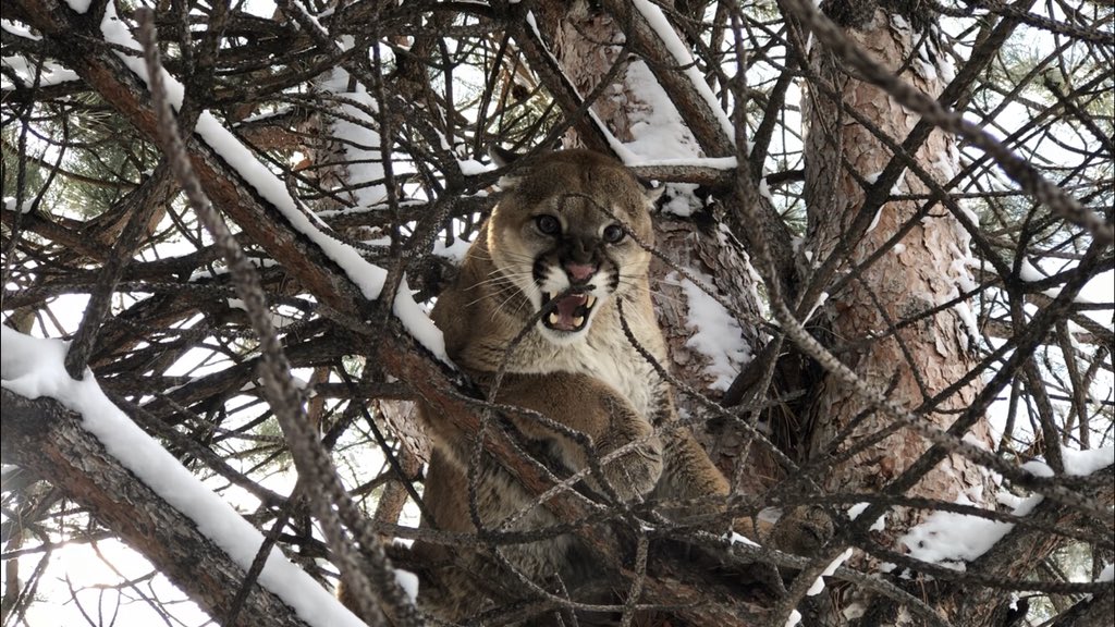 Cougar caught in Riverton neighborhood! <a href="/fox13/">FOX 13 News Utah</a>