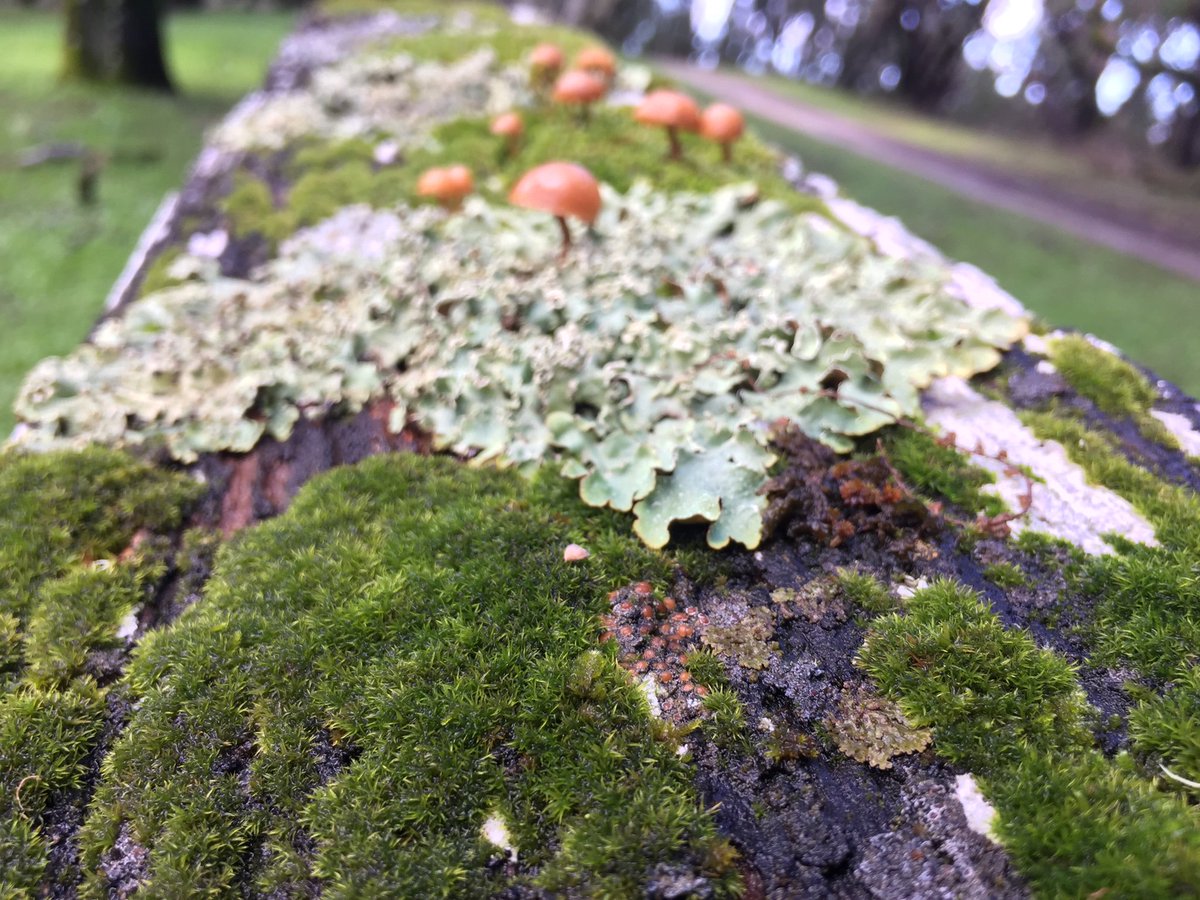 Texosporium's tweet photo. Adorable micro-landscape of missed, lichens and fungi on an old fence at the @_filoli estate in San Mateo Co, CA #calichens https://t.co/1alPE0567N