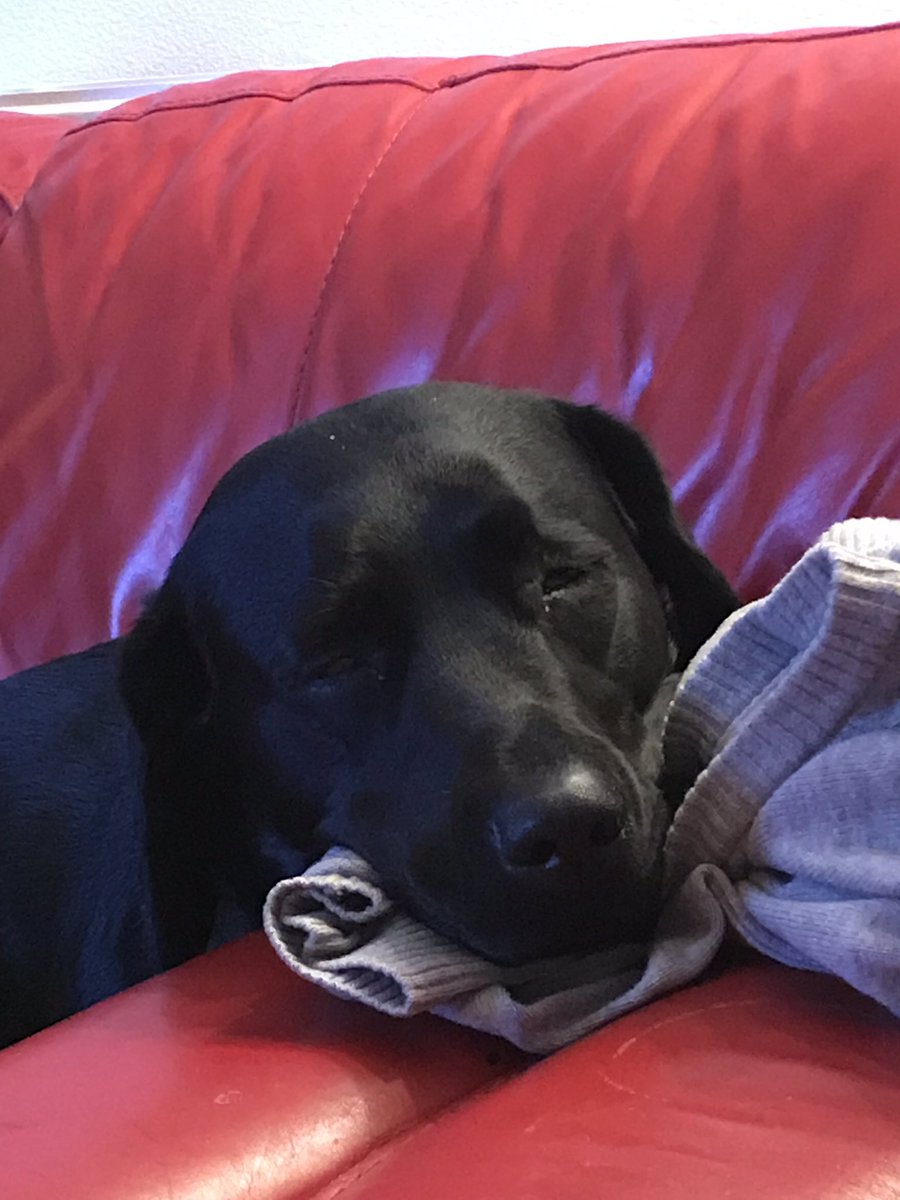 JulietteGregson's tweet image. Snoozy Luna 🐾💖🥰