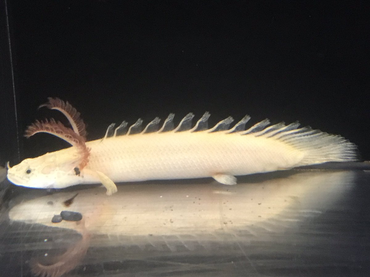 Hashtag エンドリケリーショートボディ Auf Twitter