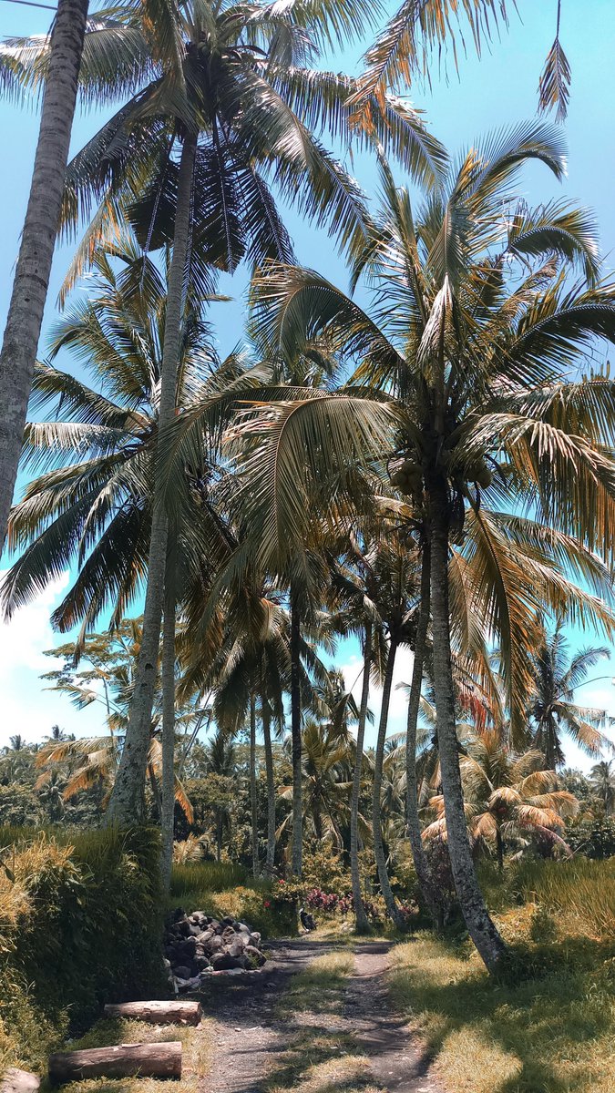 dwiagustoni's tweet photo. Merangkak demi pohon kepala. Eh kelapa. https://t.co/SE1gPZYXzF