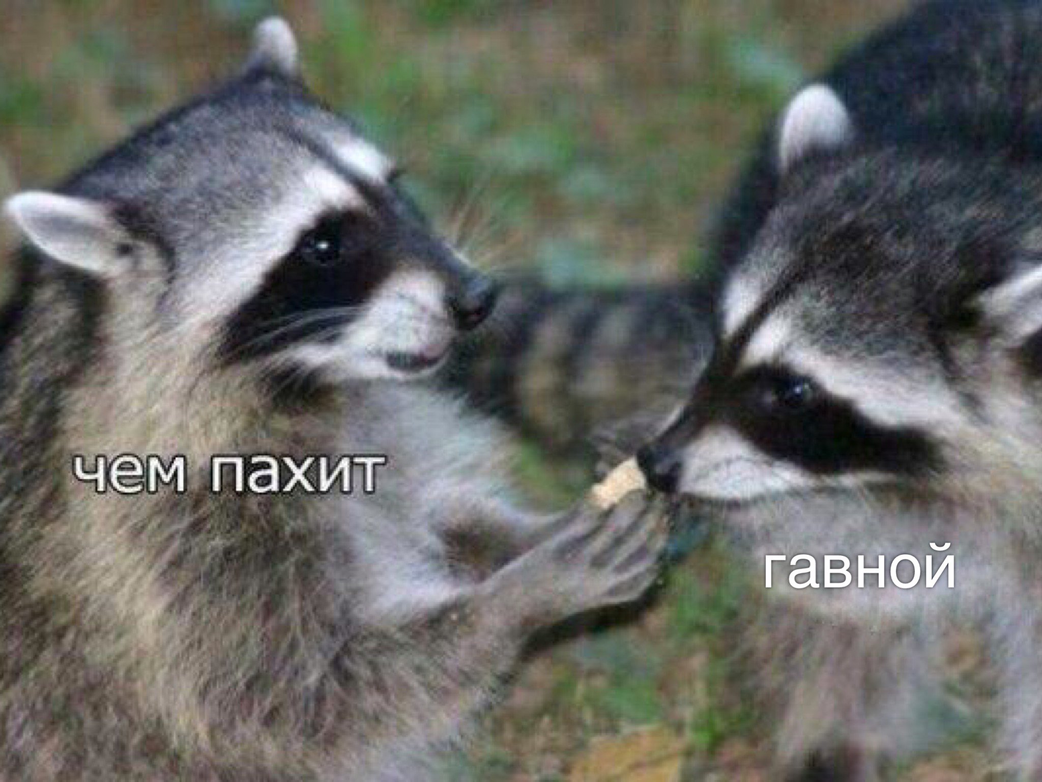 Еноты целуются