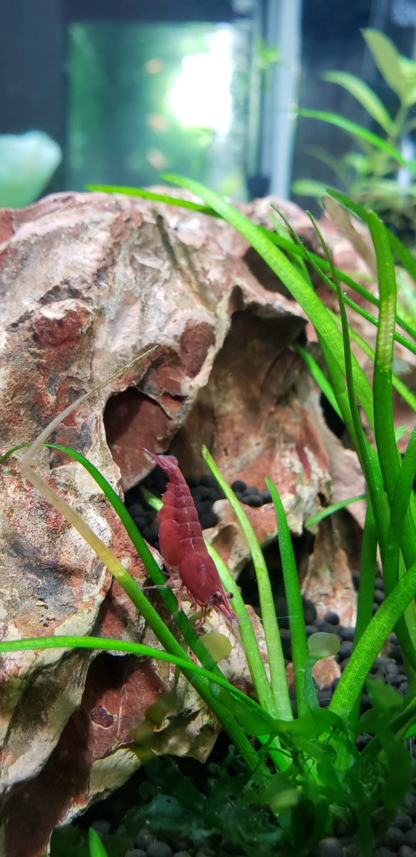 ArrowheadAquat1's tweet photo. She is so red you can't tell she has 20+ eggs under her!
#Berried
#CherryShrimp
#USABred
#aquarium #aquariumhobby https://t.co/OcH0kiEC70