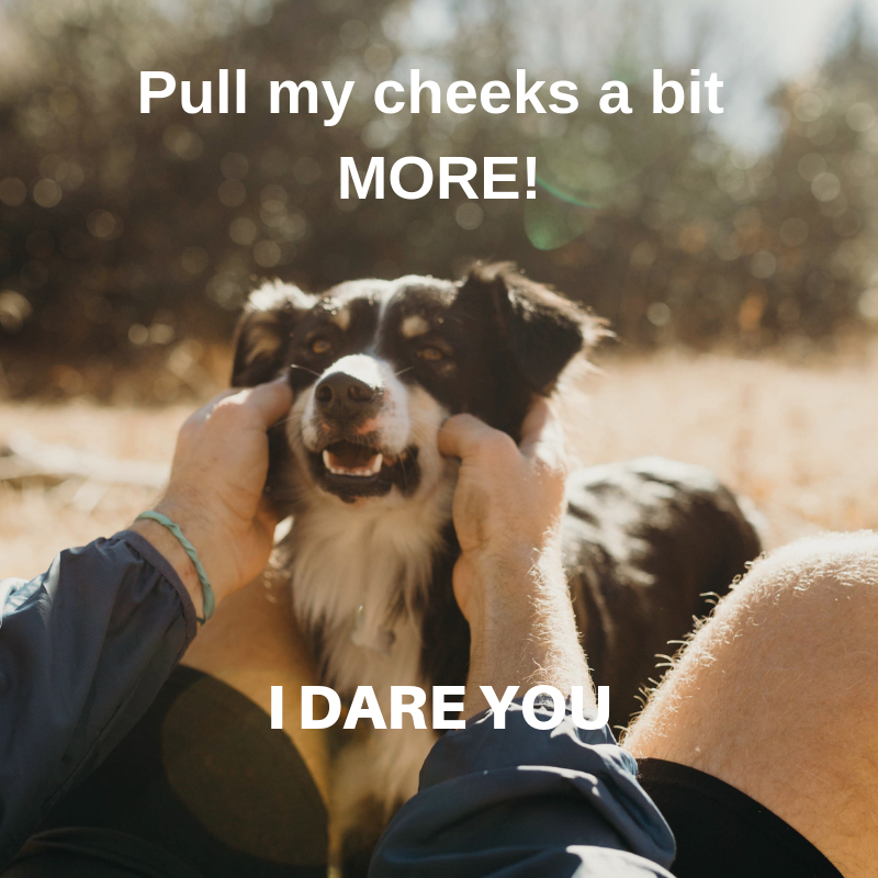 furriez_'s tweet photo. I Dare Ya 😤 
#dog #meme https://t.co/xpz5lOdHnU