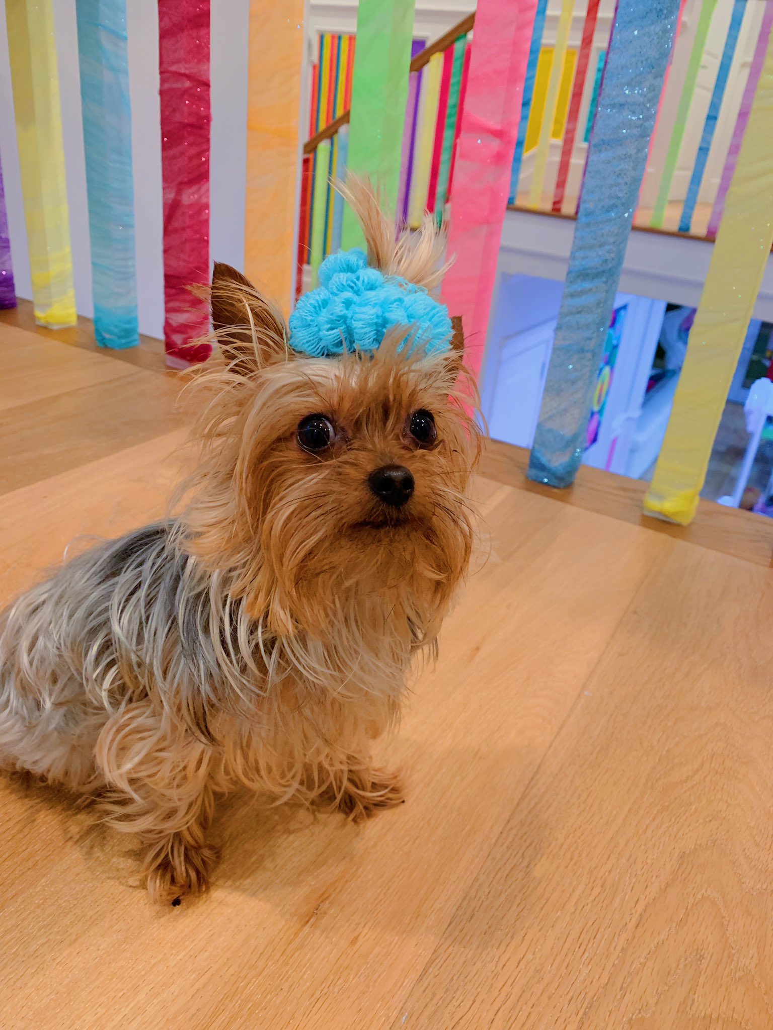 Doggy bow clearance bow