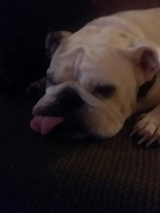 She is actually snoring too lmao... So sweet.. https://t.co/UUhQsL8F4v<a href="/tag/newprofilepic"class="tags"><span>#newprofilepic</span></a>