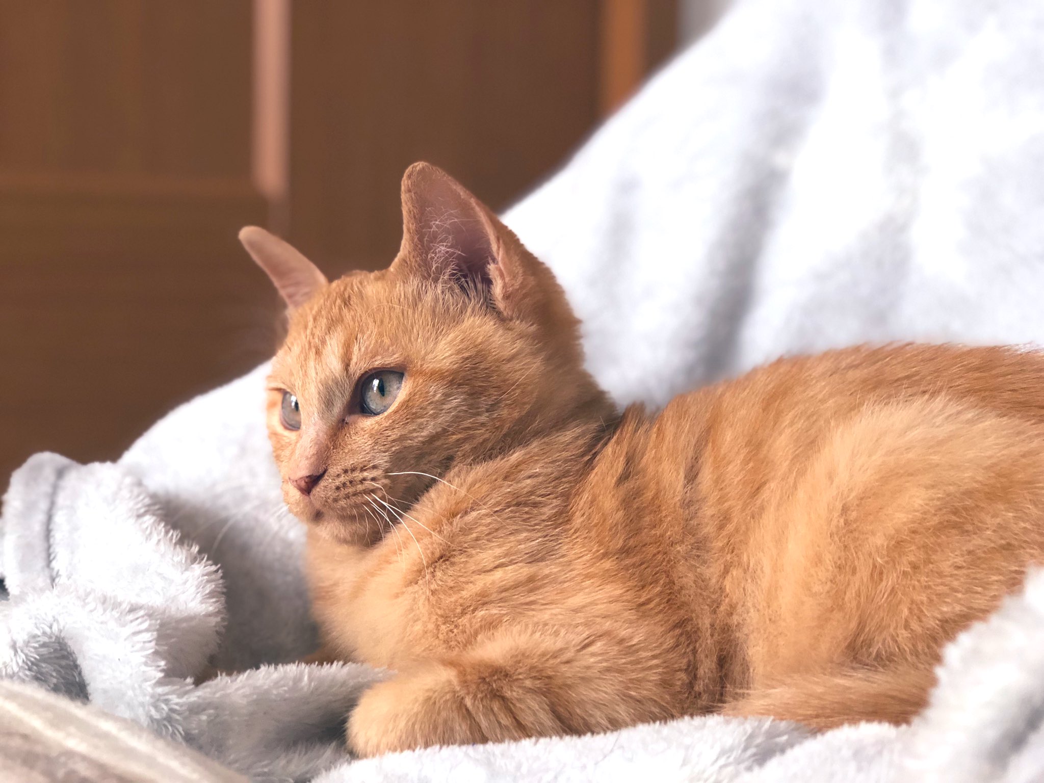犬飼つな 力尽きレシピ 子猫の回復力ってすごいなー 4ヶ月前は猫風邪で瞼がくっついちゃって目が開かず 猫 カビで体もハゲハゲ しっぽは毛なしでミミズ状態 耳もマラセチアで真っ黒けだったのが なんかすごいモッフリした可愛いちゃんになったもんなー