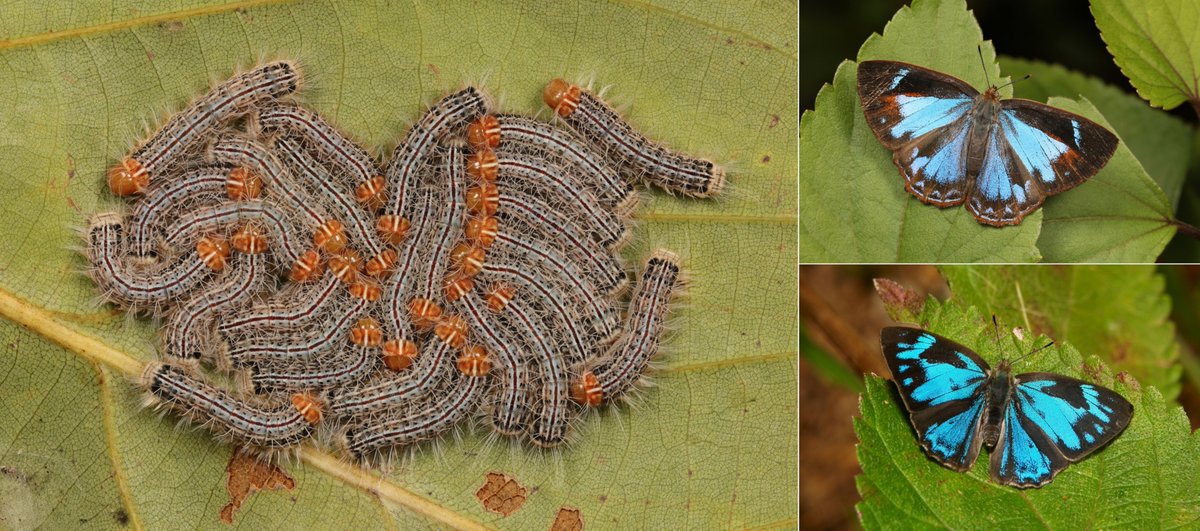  #METAMORPHOSIS - Blue Gem (Poritia erycinoides, Lycaenidae)(female butterfly above, male below) https://flic.kr/p/2euFvrn  #insect  #China  #Yunnan  #Lepidoptera  #entomology  #butterfly