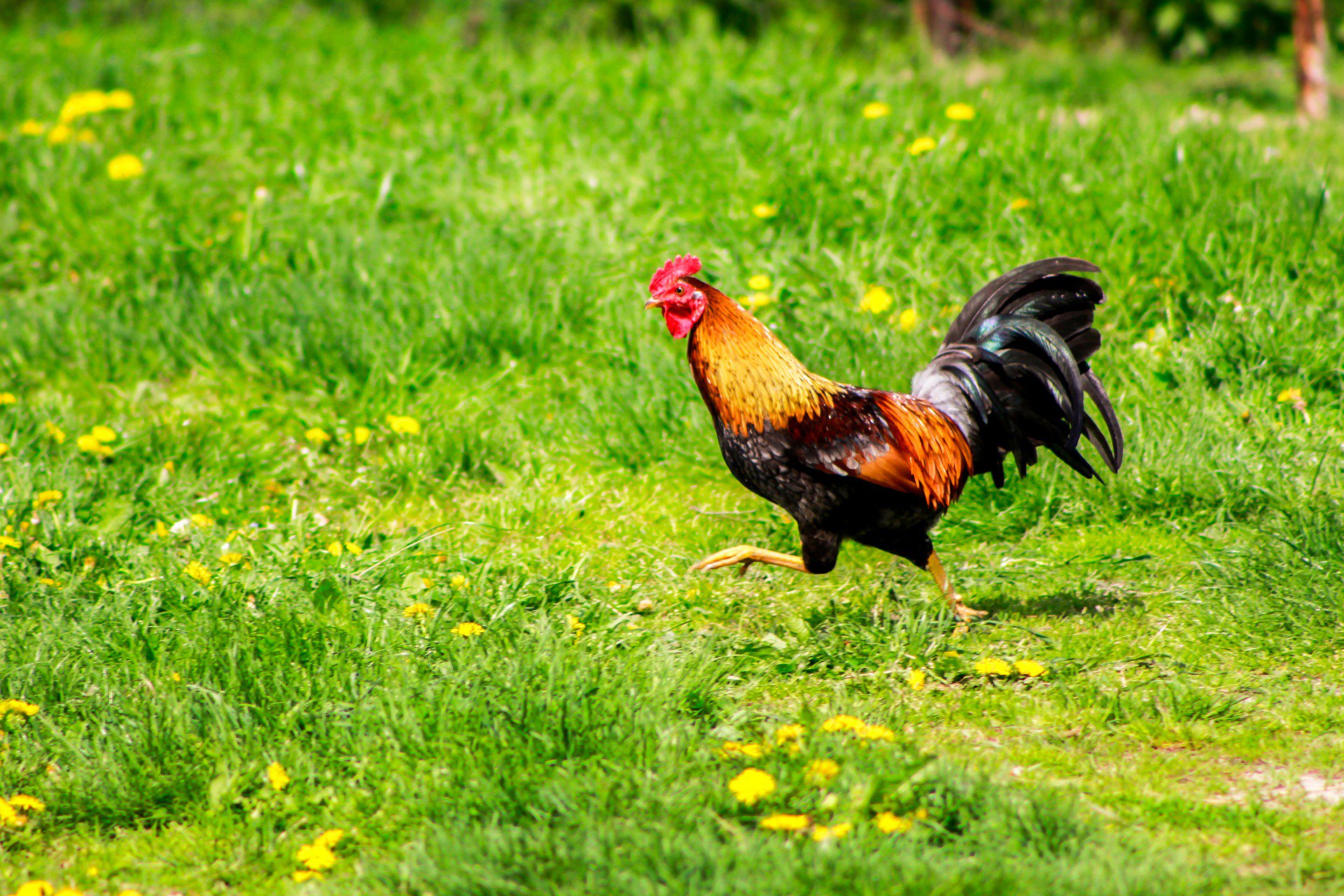 Гибискус Bantam Rooster