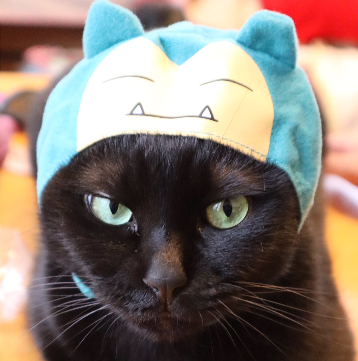 𝕠𝕟𝕖𝕓𝕒𝕟 ねこのかぶりものポケモン カビゴン ねこ 猫 黒猫 クロネコ クロネコ部 Cat Blackcat Catlife Blackcats