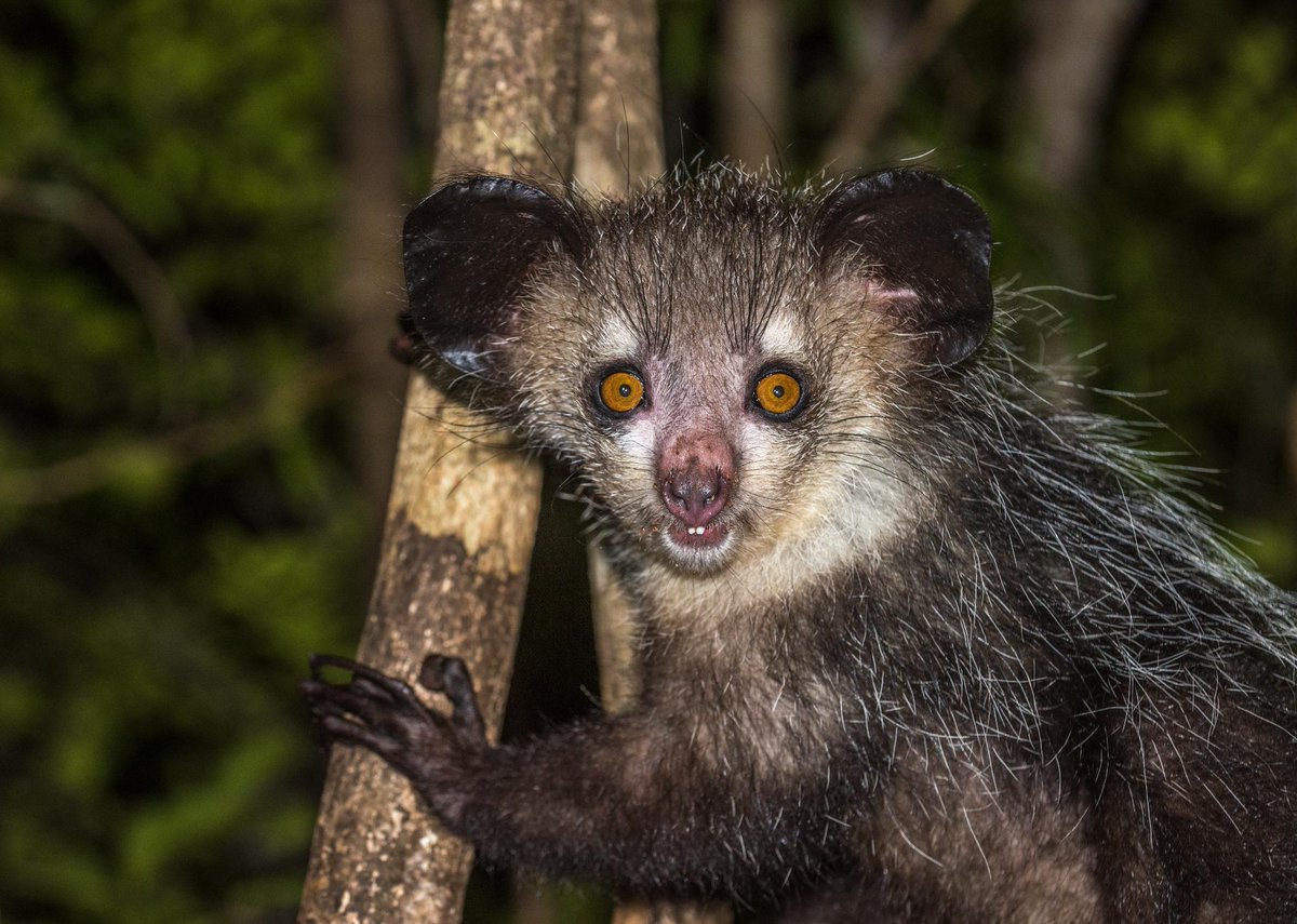 Can't sleep? Neither can this Aye-aye. ๐พ
Mostly because he's nocturnal, but also because he loves watching @NakedAndAfraid on Discovery GO ---> http://bit.ly/2IjOe30ย
