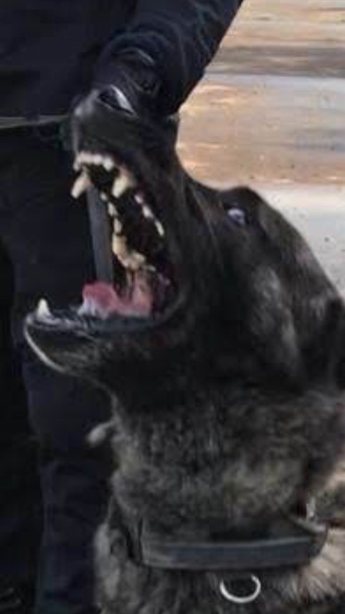 LancsPolDogUnit's tweet photo. @LancsRoadPolice Great HOSTYDS (stinger) deployment by #HZ33 and then noisy support with #PDZeus to control the occupants and prevent any thoughts of running off 🐺#dontditchthedogs https://t.co/OJI2uXDX2b