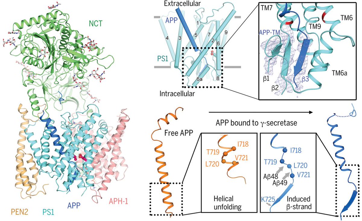 science.sciencemag.org/content/363/64…

structural analysis of y-secretase for the first time shows specific binding of APP; reveals a common feature of AD #Alzheimer and might lead towards notch-sparing inhibitors

pretty cool work in recent <a href="/sciencemagazine/">Science Magazine</a>  by Zhou

#dementia #neurotwitter
